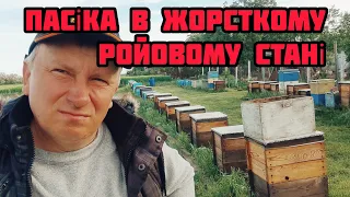 ✅В мене проблеми - бджола роїться!