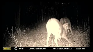 Nature Center Trail Cam: Deer Rutting