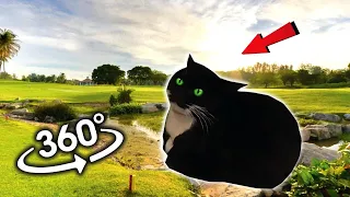 Maxwell The Cat  360° - Find Maxwell | VR/4K/360° Experience 🔍 🔍 🐈‍⬛