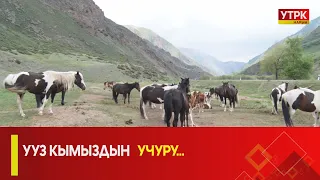 УТРК НАРЫН:УУЗ КЫМЫЗДЫН УЧУРУ...