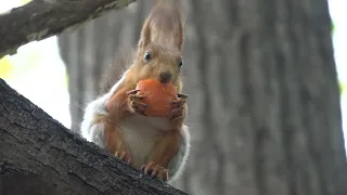 Едим морковку / Eating carrots