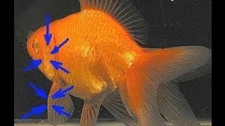 Золотая рыбка. Отличие самца от самки. Ухаживание.