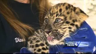 Pittsburgh Zoo's baby Amur Leopard gets first check-up