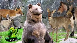 8 #Animales que Simbolizan la Buena #Suerte 🐻🦌🐸🐰🦇🐴🦊🦗