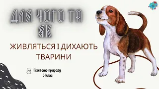 Для чого і як живляться і дихають тварини?