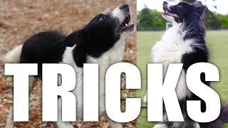 Easy Cool Dog Tricks to Teach your Dog