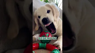 Dog Makes Scary Faces