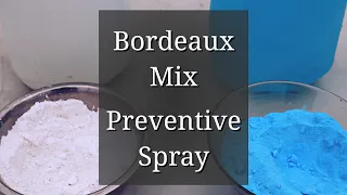 Bordeaux Mixture Preparation: Preventive Spray for black spot & other plant diseases