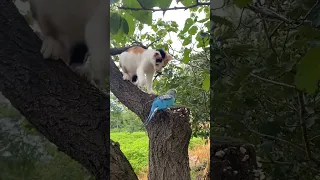 Cat And Parrot Funny Video 2024 😂 Animals Shorts Video #shorts #cat #parrot #funny #shortvideo