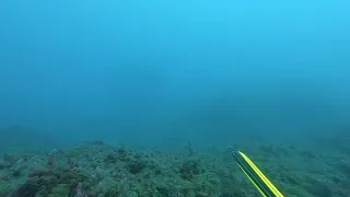 King Mackerel. 22 meter depth. 15 kg