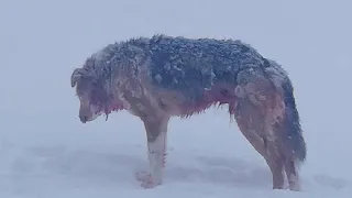 This is why Wolves hate Dogs so much!