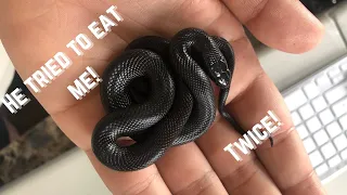 MEXICAN BLACK KINGSNAKE | UNBOXING & SETUP