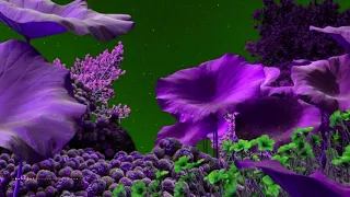 Lemurian Gardens  🔹  Immersive Psybient Psychill Organica Mix