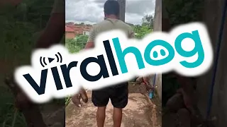 Large Spider Crawls on Brother After Picking Cassava || ViralHog