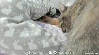 Human negotiates blanket change with feral mama cat Nelia - TinyKittens.com