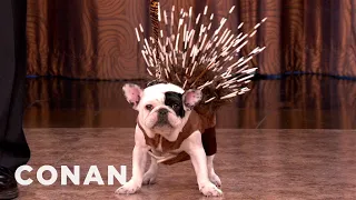 All-New Dog Breeds From American Kennel Club | CONAN on TBS