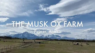 The Musk Ox Farm in Palmer, Alaska