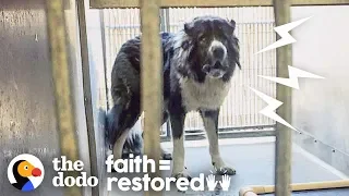 Watch What Happens When a Woman Tries to Befriend This Aggressive Dog | The Dodo Faith = Restored