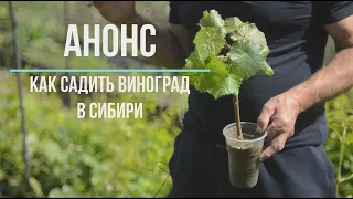Анонс Выращивание винограда в Сибири / Вино и коньяк из домашнего винограда