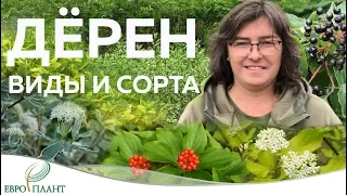 Растения минимального ухода. Дерен - обзор видов и сортов.