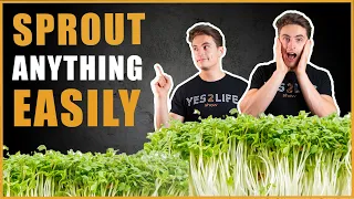 🌱How To Sprout ANYTHING - The Ultimate Guide To Sprouting