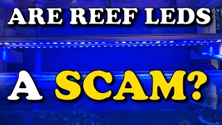 Reefing on a Budget | Do you Need REEF LED Lights For A Marine Tank