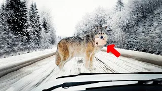 A Wild Wolf With A letter in His Mouth Blocked The Road, After Driver Read The Letter, He Called 911