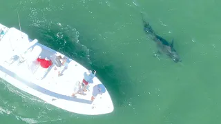 Eye-Opening Footage of Adult Great White Sharks off The Beaches of Cape Cod, MA