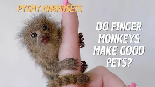 Can Pygmy Marmosets be Pets? 🐒 Do Finger Monkeys Make Good Pets? 🙉