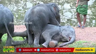 കോട്ടൂരിലെ ആനക്കഥകള്‍ | Kottur Elephant Rehabilitation Centre | World Elephant Day