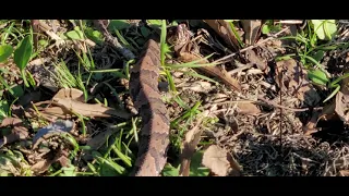 VENOMOUS SNAKES in Hurricane debris!  Watch where you grab!