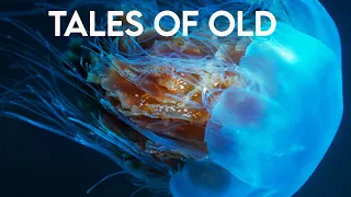 Tales of old:  The Timeless Jellyfish | Paws on the Planet