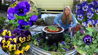 Spring Planting Annuals in the Secret Cottage Garden | Pansies