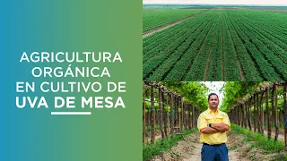 Agricultura orgánica en cultivo de uva de mesa