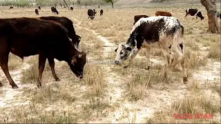 Amazing Strong Bull Roomancee. Cow || Village Animals ||