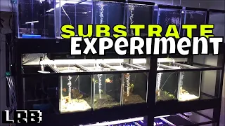 Update on the Freshwater Planted Aquarium Substrate Experiment Rack No.1