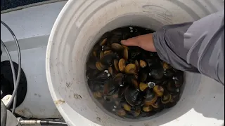 Fresh water clams ( catch and cook )