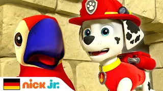 Paw Patrol | Die Welpen retten einen Papagei | Nick Jr.