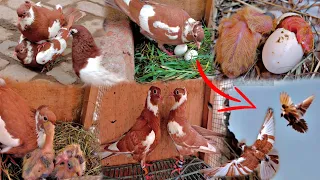 Chimbe pigeons children's growth video from 1 day to 34 days || All pigeon birds🐦