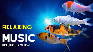 🟣 Beautiful Koi Fish Aquarium [Relaxing Music Screensaver]