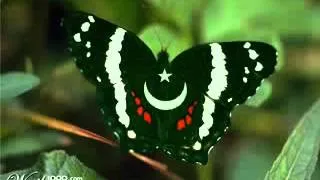 Iss Parcham Ke Saaye Tale Hum Aik Hain Nayyara Noor)  JZB