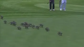 Mongooses invade golf course