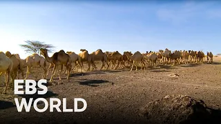 Accompanied by Camels The RendilleㅣExploring the Origin of Humanity