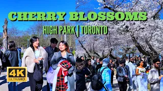 Cherry Blossom in Toronto, High Park 2024