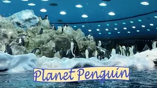 Planet Penguin in Loro Parque | Filipina Vlogger In Vienna