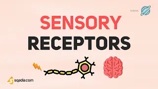 Sensory Receptors Physiology | Basic Introduction to CNS and PNS