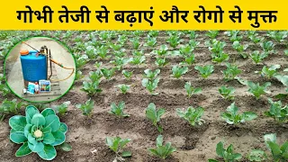 गोभी को तेजी से बढा़एं और रोग मुक्त करें | gobhi ko fast grow kaise karen | gobhi Ka Rog Mukt Karen