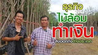 สะเดาไม้ไทยไปไกลถึงซาอุ คนทำไม้ล้อมไม่มีขาย!! ส่งออกไม่ทัน l คนรักษ์ป่า EP.264  #ไม้ล้อม #ปลูกต้นไม้