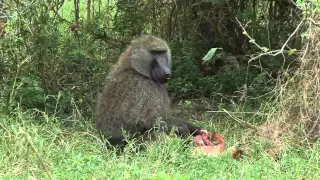 Baboon eating Baby Impala alive   YouTube