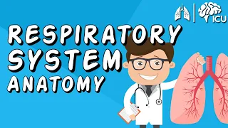 The Respiratory System CRASH COURSE